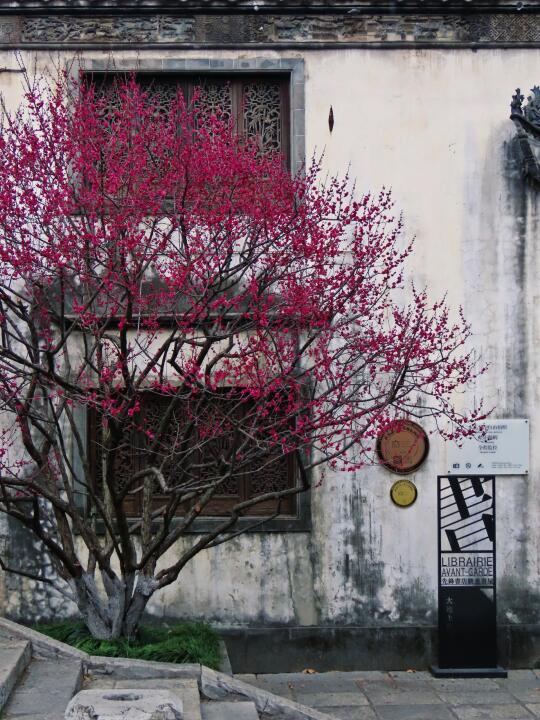 别再挤雨花台梅岗‼️老门东红梅人少好拍