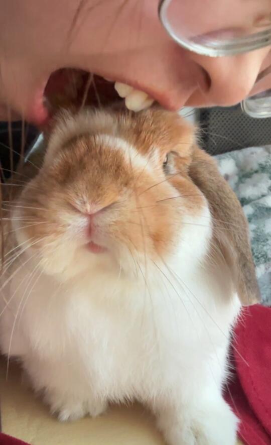 oi～吃小孩咯～😮🐰