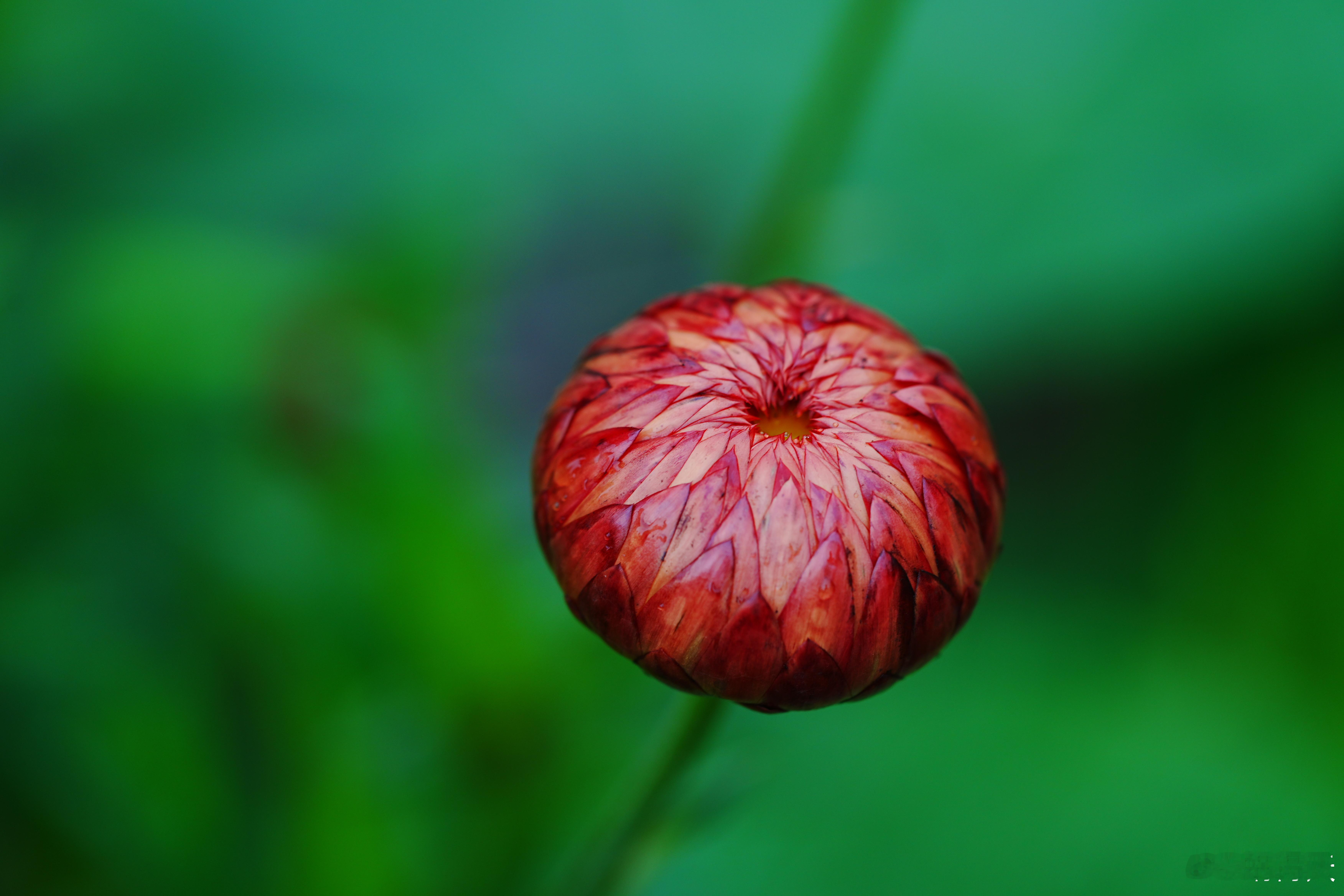 不懂就问，这是什么菊？摄影分享 ​​​