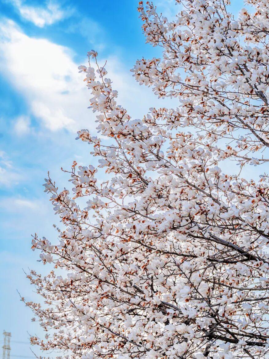 阳春三月，万物复苏穿梭在同济绝美的春色里一切皆是美好微风吹暖了每一个角落我们期盼