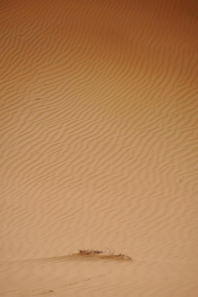 塔克拉玛干沙漠是我国最大的沙漠，也是世界上第二大流动的沙漠，国家投入巨大的人力物