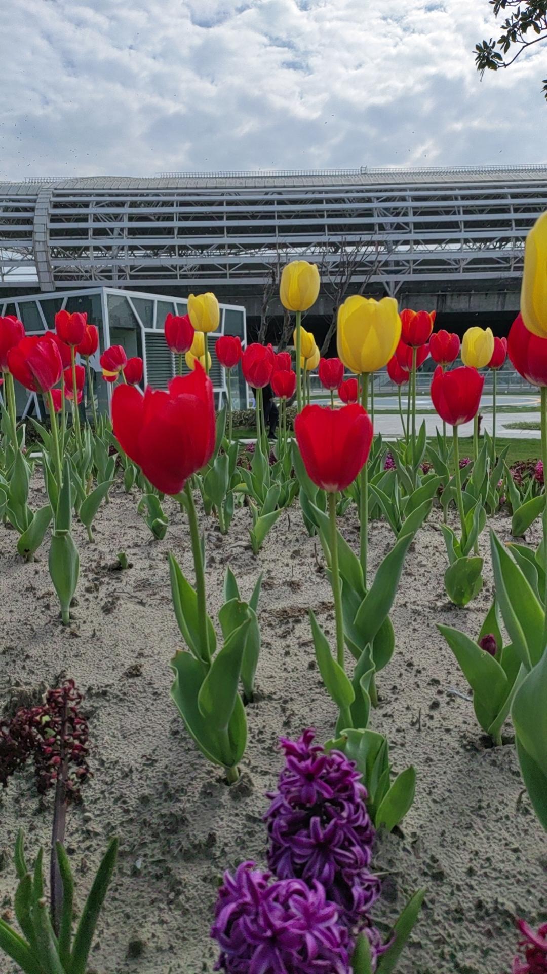 随手一拍分享最美的花最美不过郁金香，它含包努放，给人以高贵敬畏自然，美在外表，重