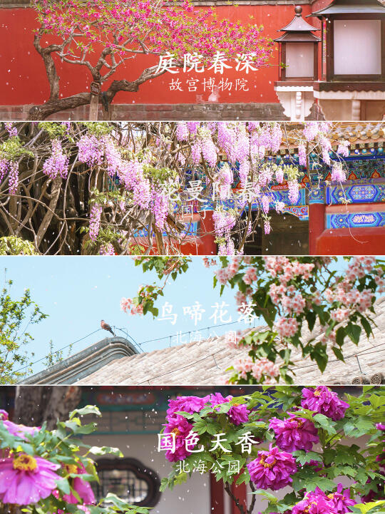 收下这份追花攻略，邂逅北京古建筑里四月天