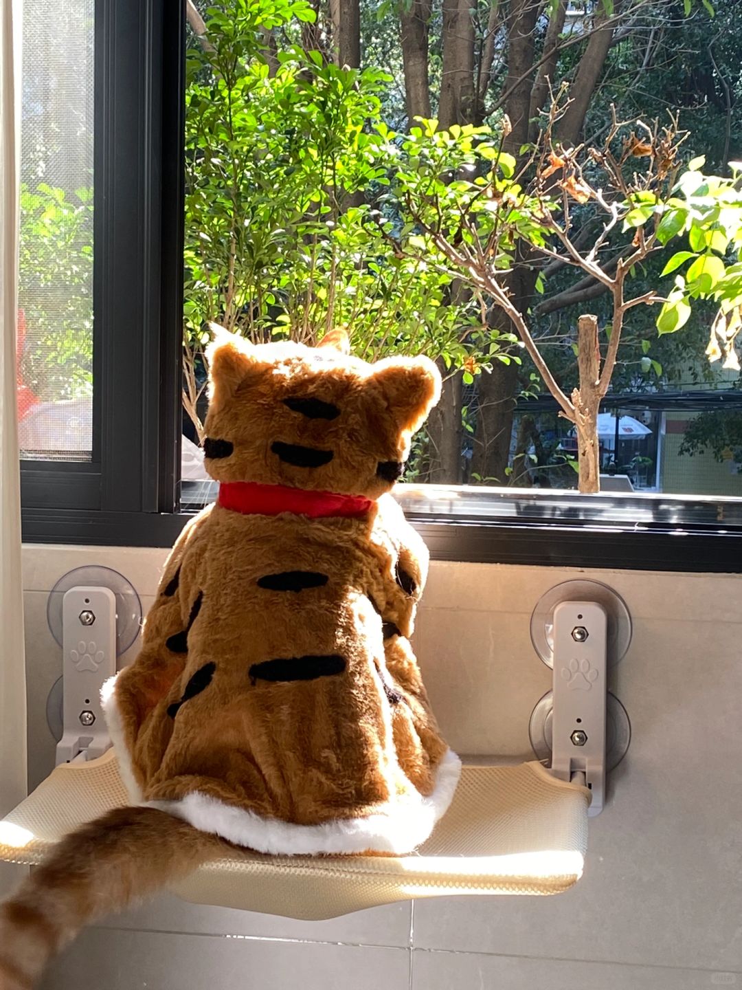 大王今天来巡山🦁️