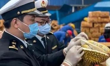 赚中国人钱还毒害中国人？可谁能料到，自从2025年泰国榴莲出事之后，反而越挖越吓