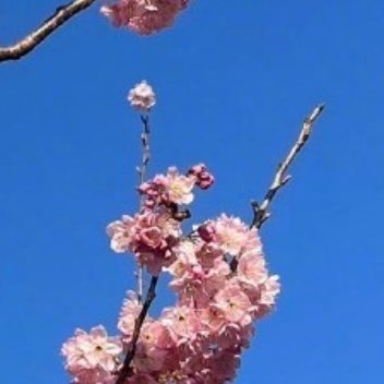 其形也，翩若惊鸿，婉若游龙。荣曜秋菊，华茂春松。仿佛兮若轻云之蔽月，飘飘兮若流风