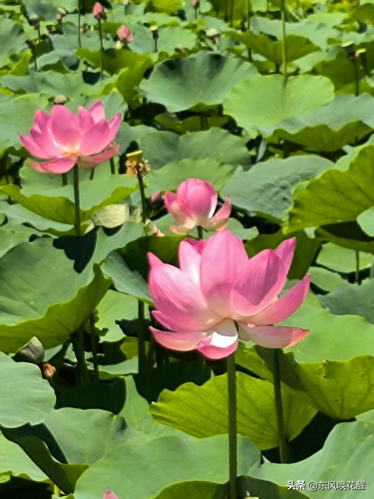 最美的花，永远是最自然的绽放，最佳的艺术品，永远在乡野间蕴藏。
每到一处，都有花