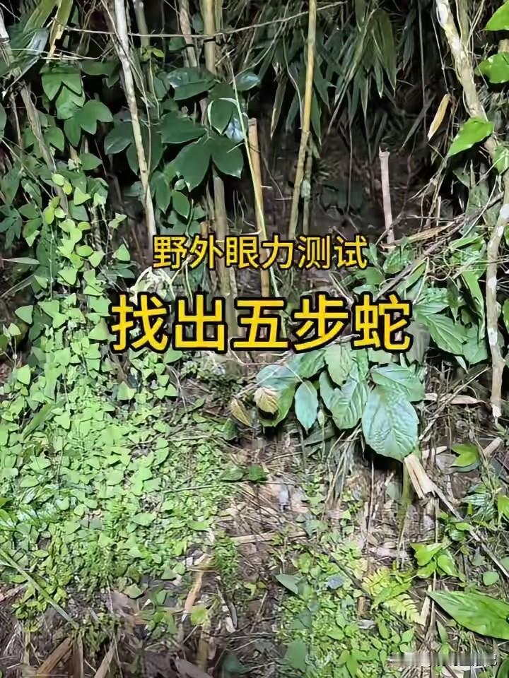 视力挑战，你能挑战成功吗