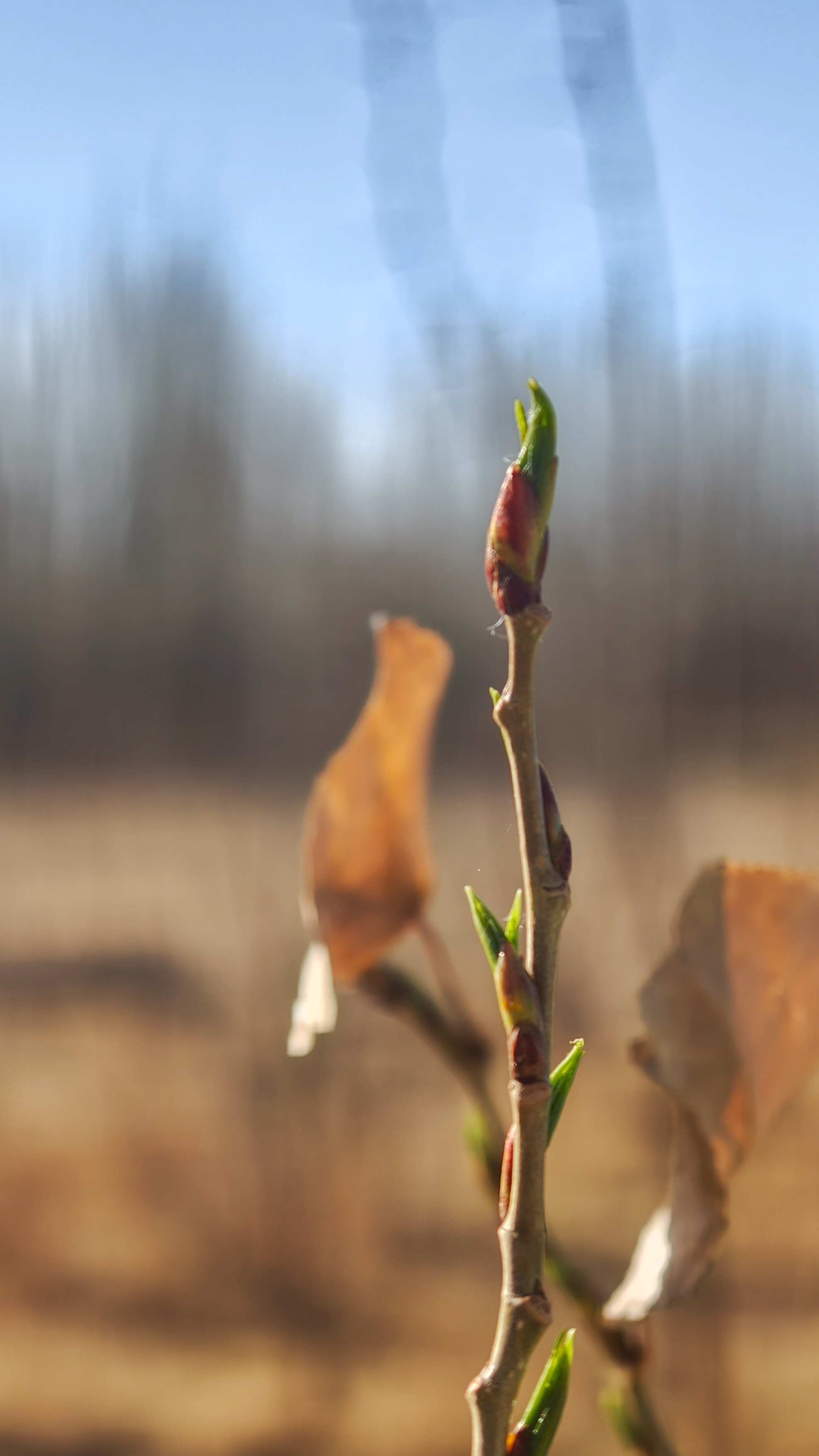 这一刻的敦煌，已经把春天完美的具象化了！如果我说我是在上班随手拍的，大家信吗随手