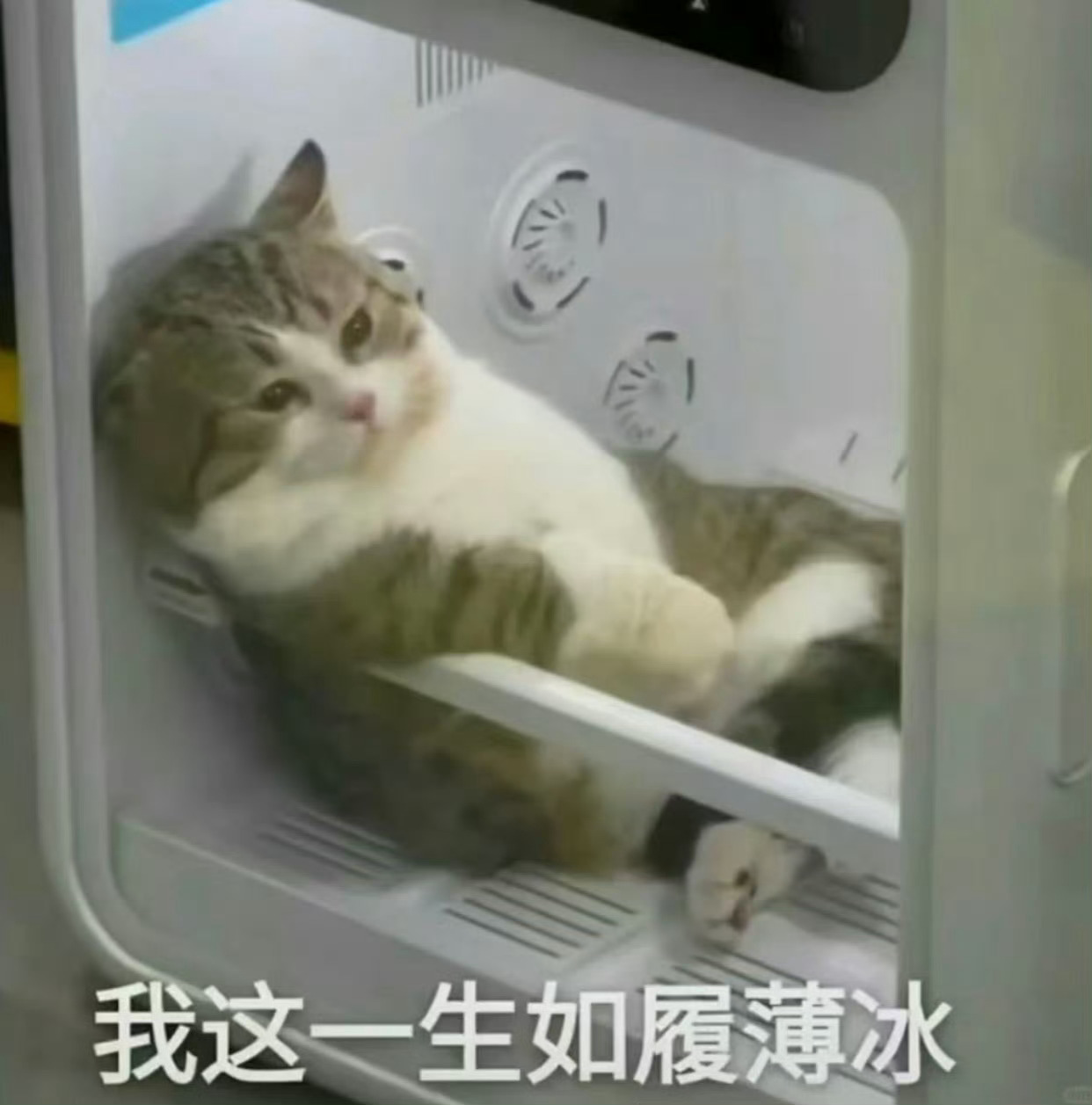 为了订阅李灿荣的泡泡，我重启了1次手机，卸载重下了2次app，先后换了5个ip，