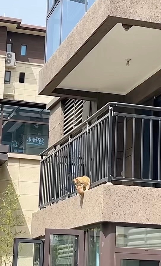 猫妈妈叼着自己的崽“从天而降”，这次搬家即使有万般艰辛也绝不让宝宝落下来 