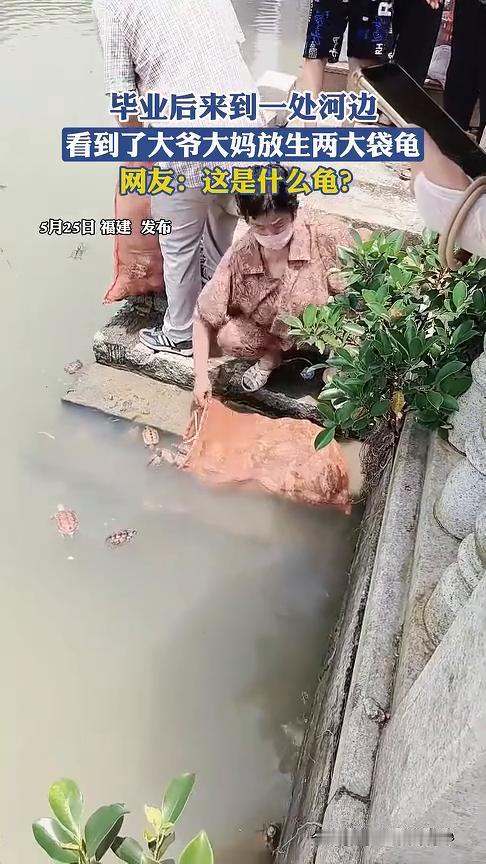 毕业后来到一处河边，看到了大爷大妈放生两大袋龟。网友：这是什么龟？
s月25日福