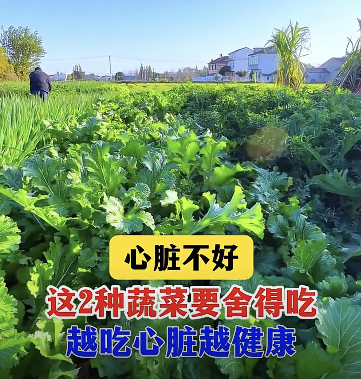 菠菜比芹菜更适合高血压，是有原因的。菠菜含有大量钾元素和维生素C，钾能促进钠排出