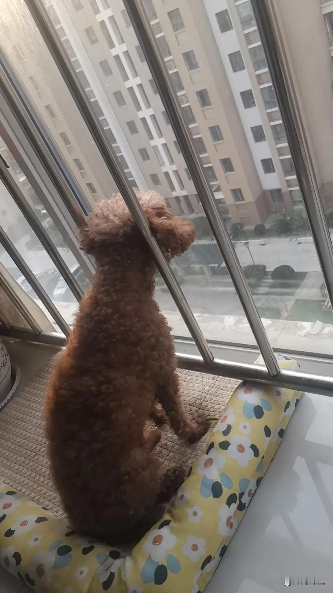 16年的陪伴，它时常凭栏窗外，牙齿已掉光，情感也变得漠然无神，身体状况基本上相当
