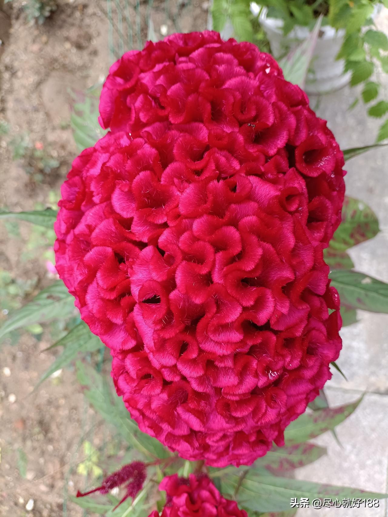 假如早知道医院床位这样紧张，过完年，大年初四就该把妈妈送医院去，这样就不用还得回