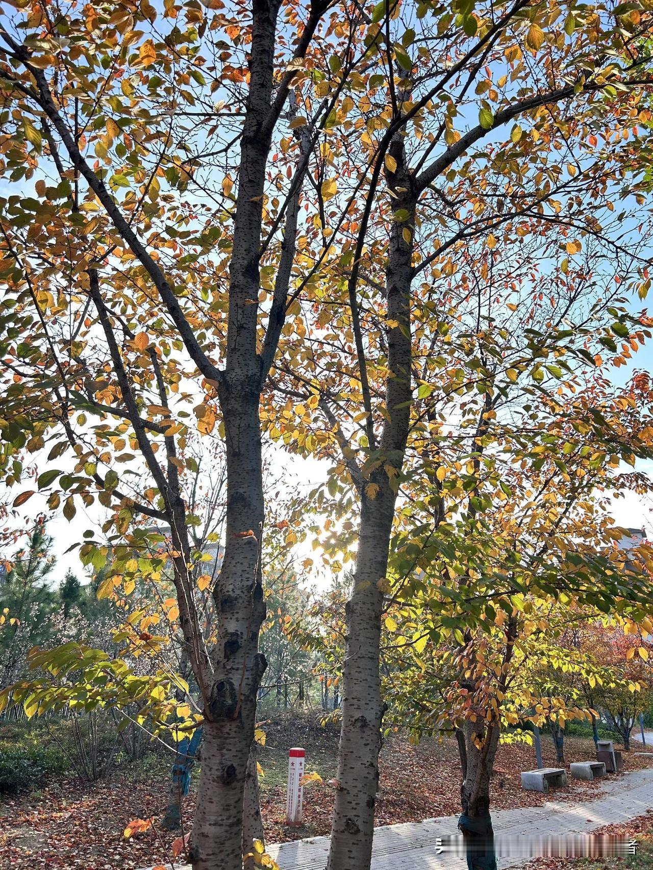 咱爸妈年纪大了，真不用咱买多贵的东西。他们盼的，就是饭桌上能跟咱唠唠嗑，说说小区