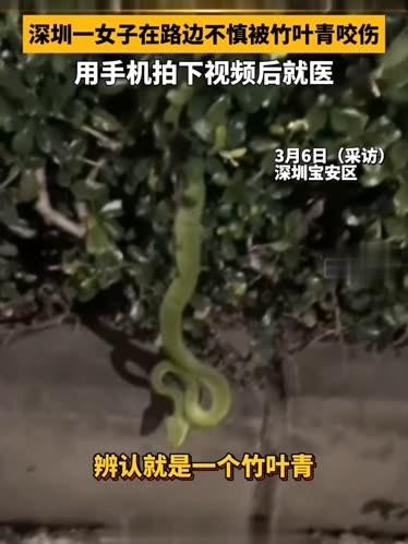 深圳女子取车遭竹叶青咬伤！近期蛇类出洞提前，这些保命技巧必看

太惊险！深圳宝安