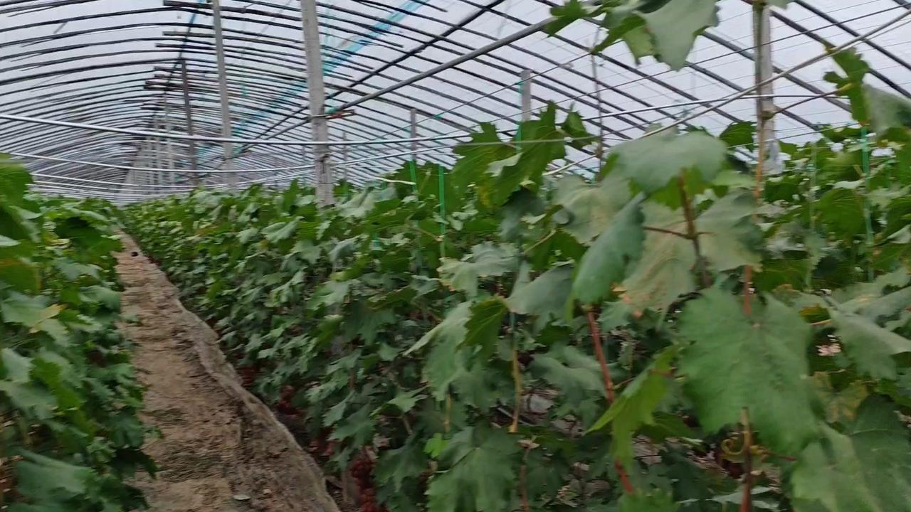 🍇冷棚春红葡萄核心管理：温度控制、水肥、蔬果，抓早熟早上市
1️⃣温控关键：冷