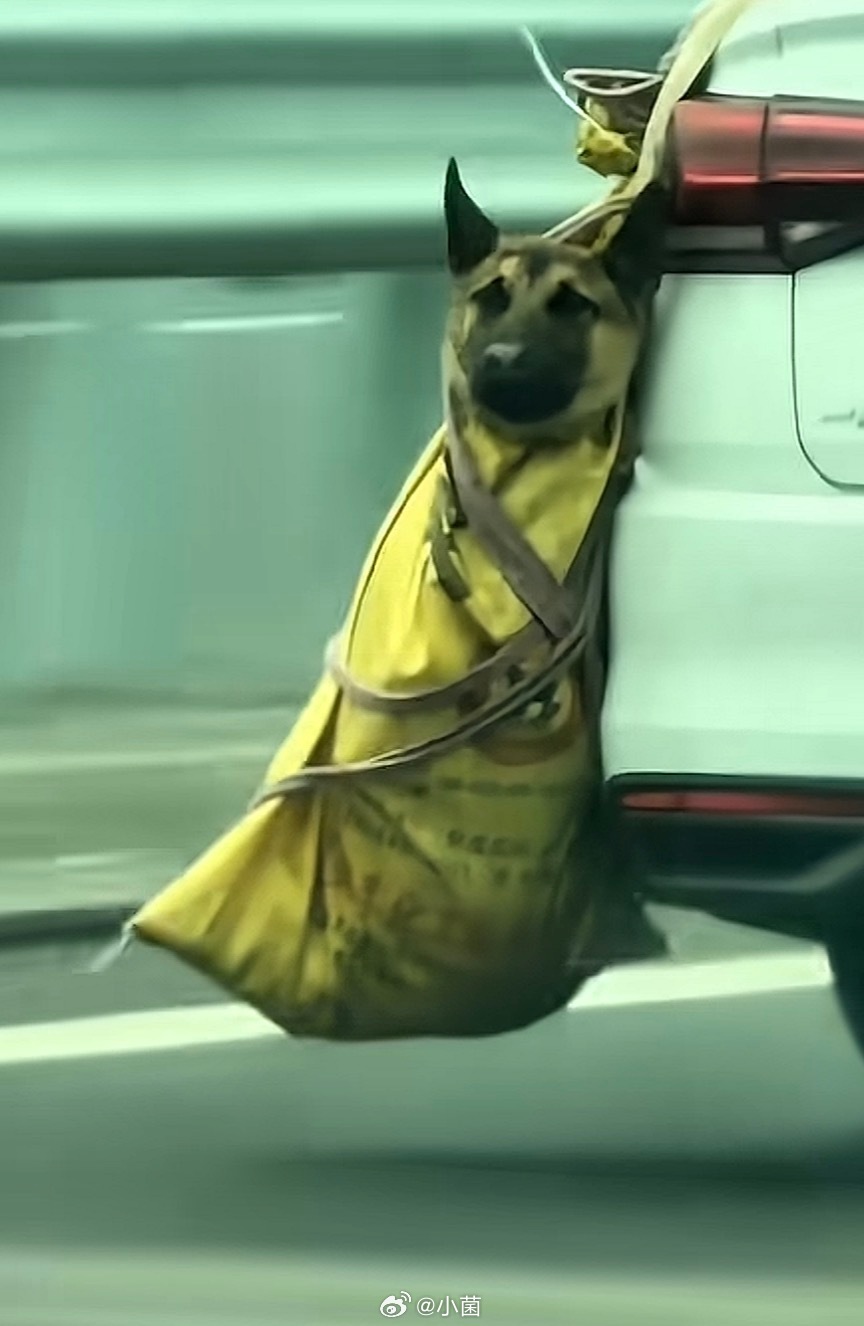 男子300公里高速发现62具猫狗尸体把自己宠物狗挂后备箱的主人，我想问问你这只宠