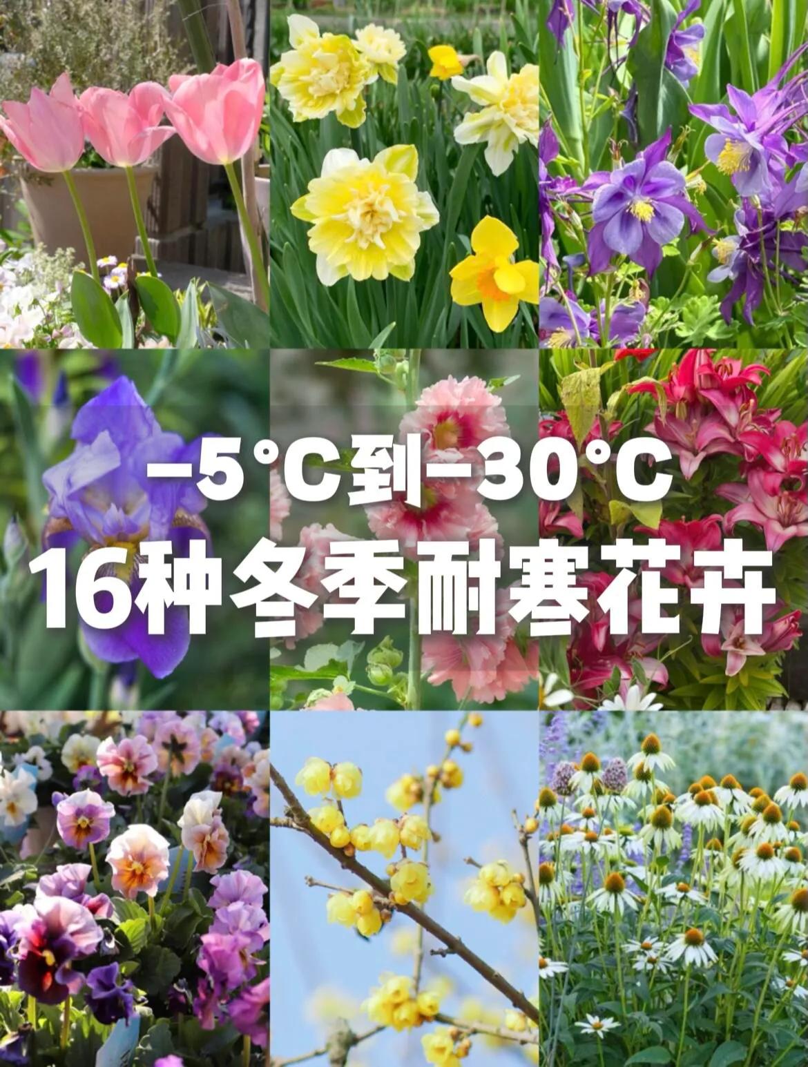 14种耐寒花，-15度冷不死，冻一冻长得更好，不要搬进屋～
好种又好看的花 耐寒