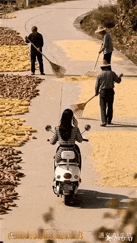 路上打场晒粮需禁止，特殊情况车辆行人须谨慎！