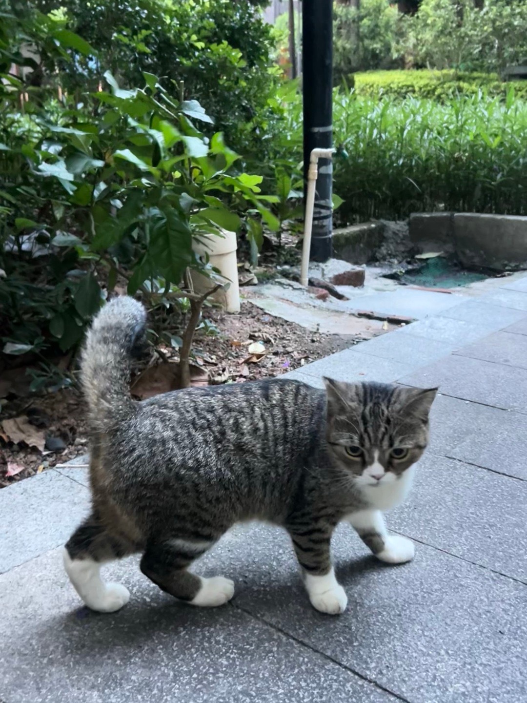 小猫拯救世界😍 ​​​