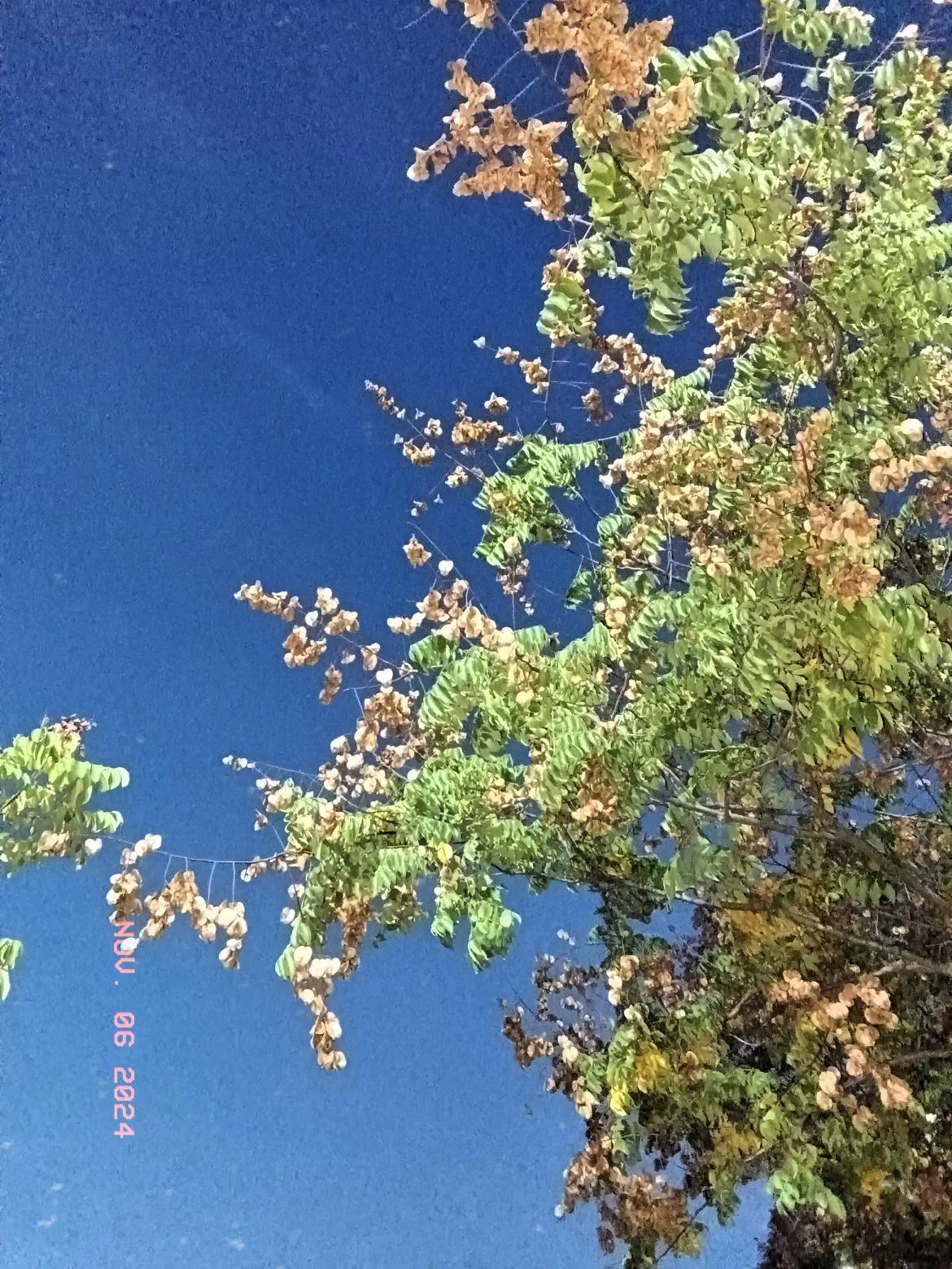 #随走随拍大自然的美#
傍晚蓝天下的美景，在路灯下，身影更显孤寂，走在路上随手拍