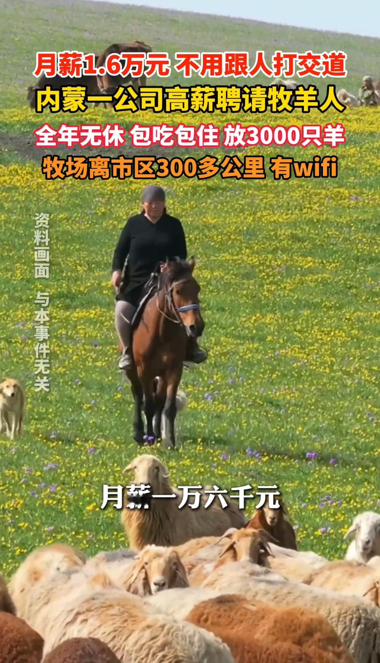 月薪1.6万放羊已有两对夫妻试岗牧场虽偏远、冬季艰苦，但待遇透明、包吃住，为愿意
