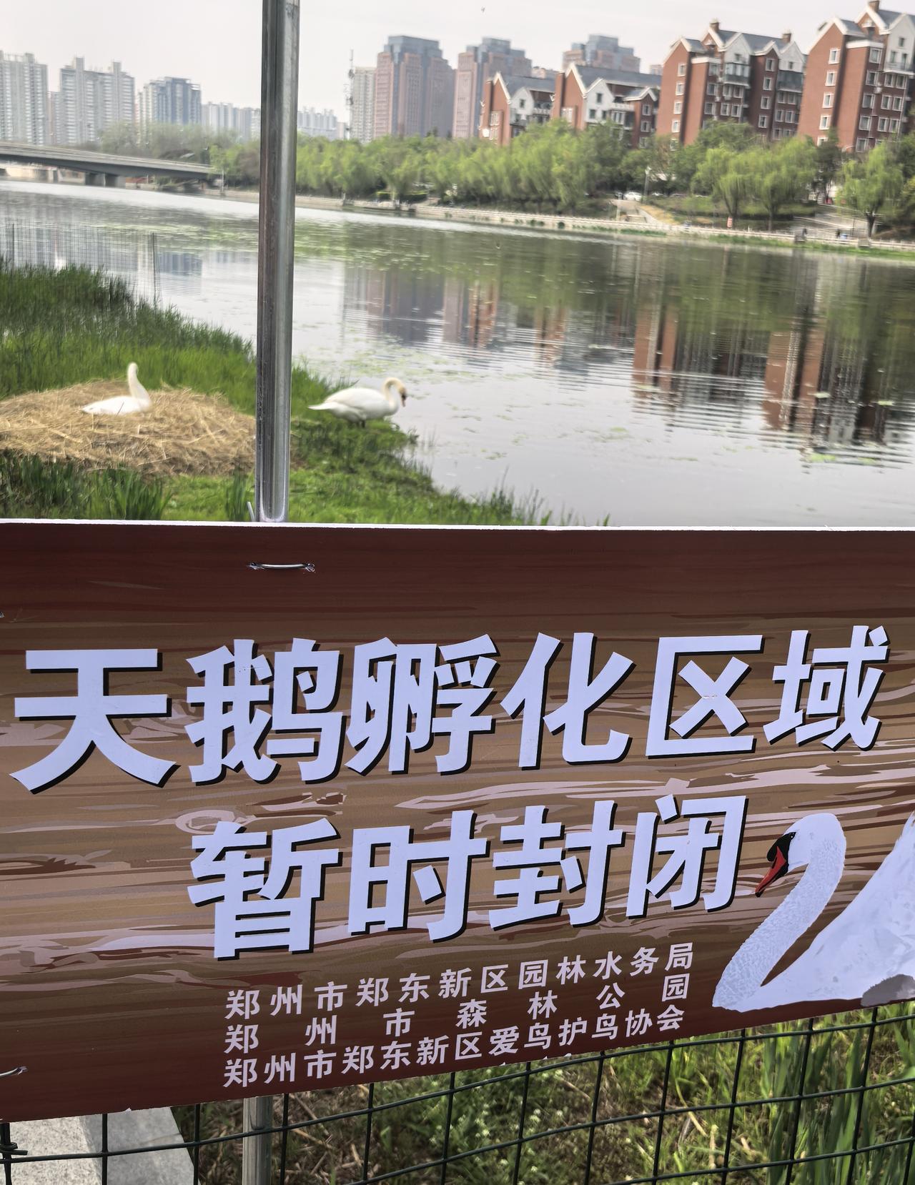 白天鹅生娃记•之三（3月21日～3月25日）

白天鹅要生娃了！
消息迅速传开，