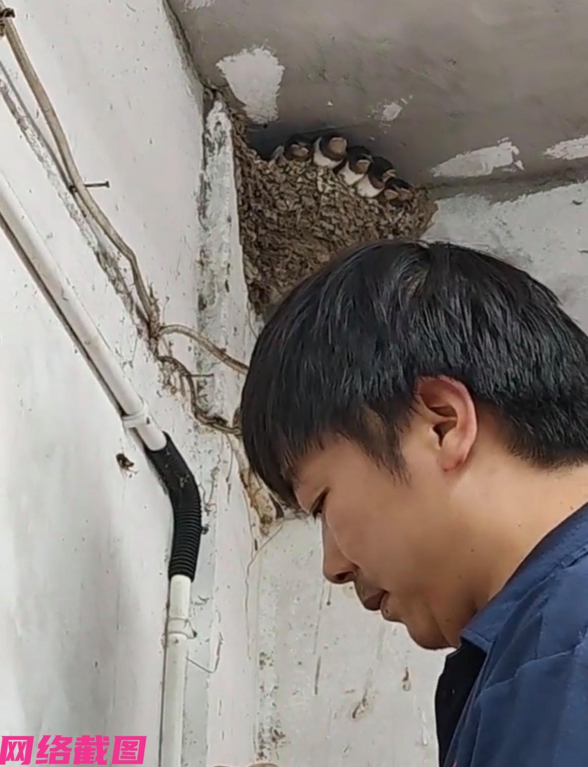 苏州有一家汽修服务部的房檐下，看见有燕窝在此筑巢也是好久，只是近日数天老燕子始终