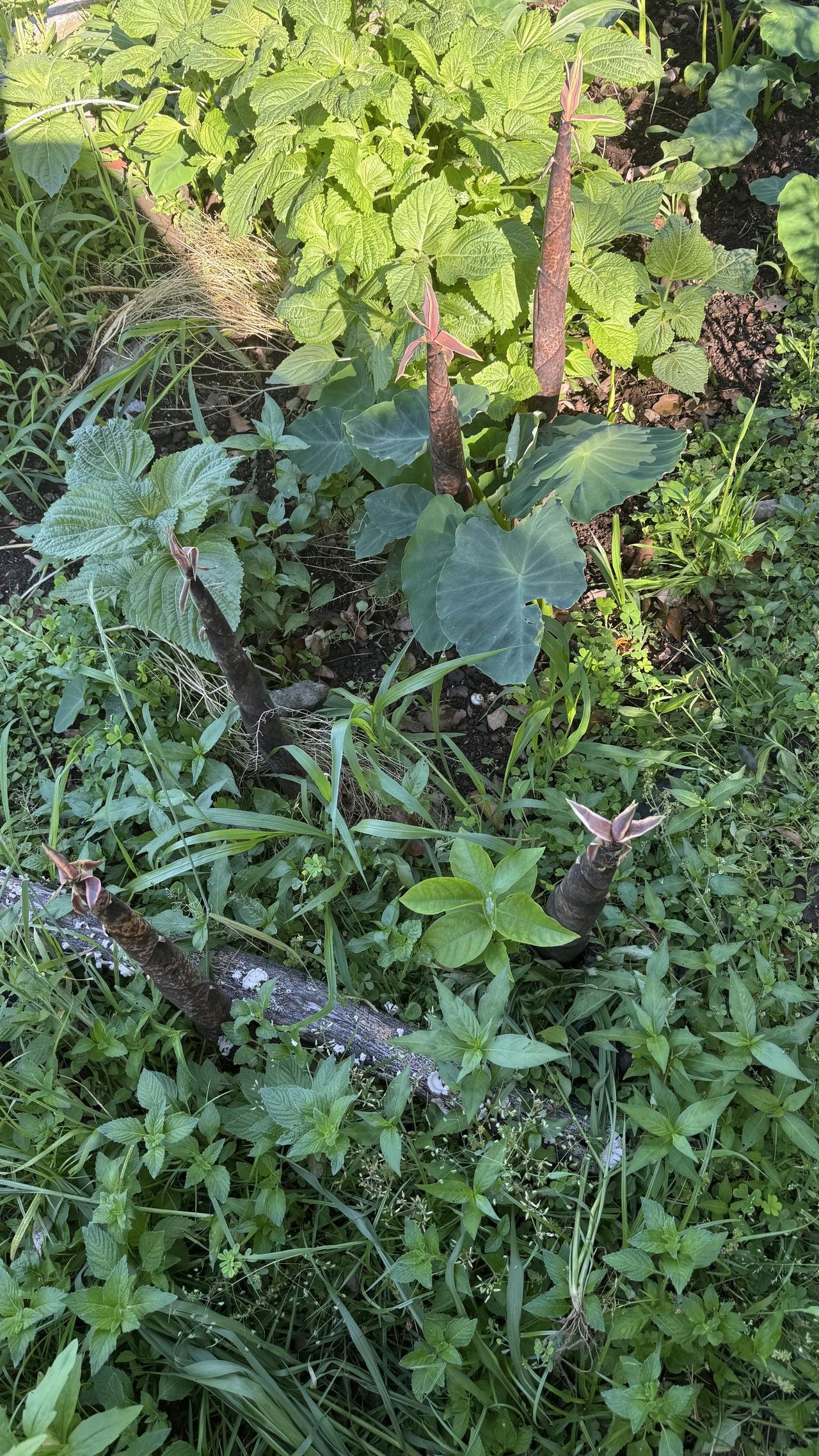 三年前，在来济州岛的途中，我认识了她。那是在浦东机场换登机牌时，因随身行李超重，