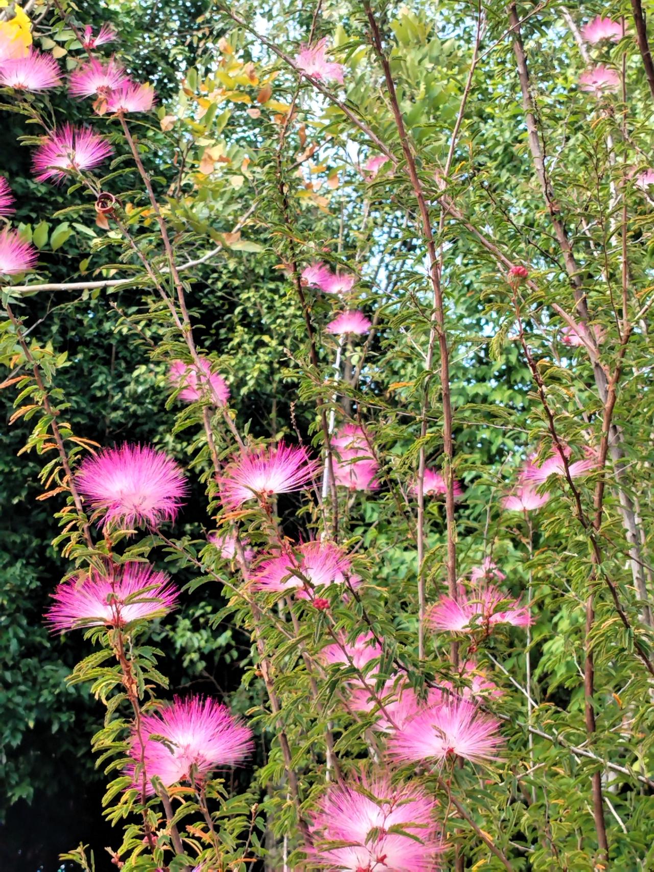 今天路过公园，见树技上盛开的花朵，争艳怒放美不胜收。