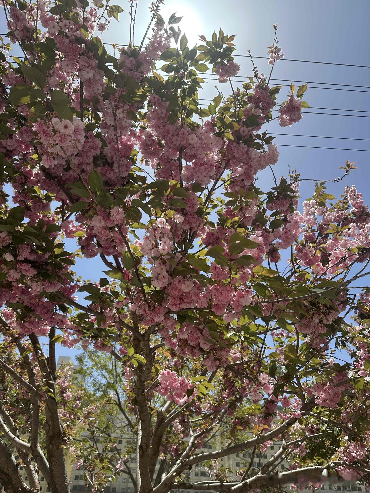 真是花无百日红，人无千日好啊！