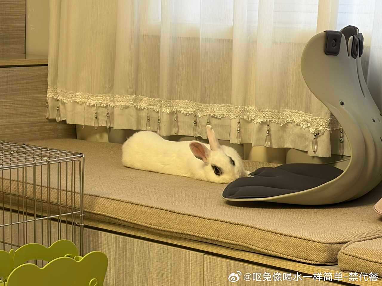 14158🐇【图文无关纯欣赏】大眼小兔啃墙皮，渣渣弄进眼睛里了，人要吓死了 