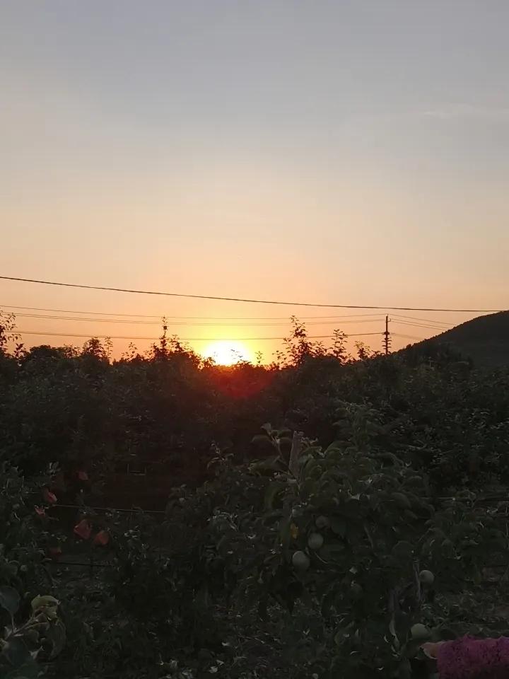 在村外果园中拍摄的落山的太阳。太阳升起是风景，同样太阳落山也是风光！
头条首发