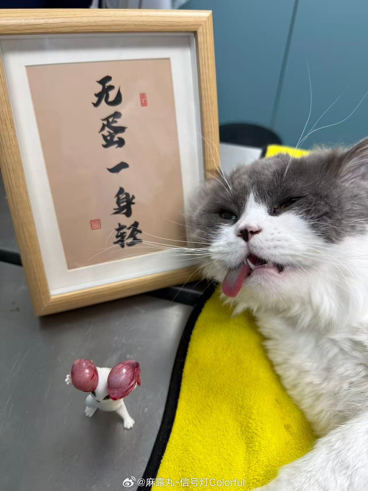 接下来的猫生将无欲无求 