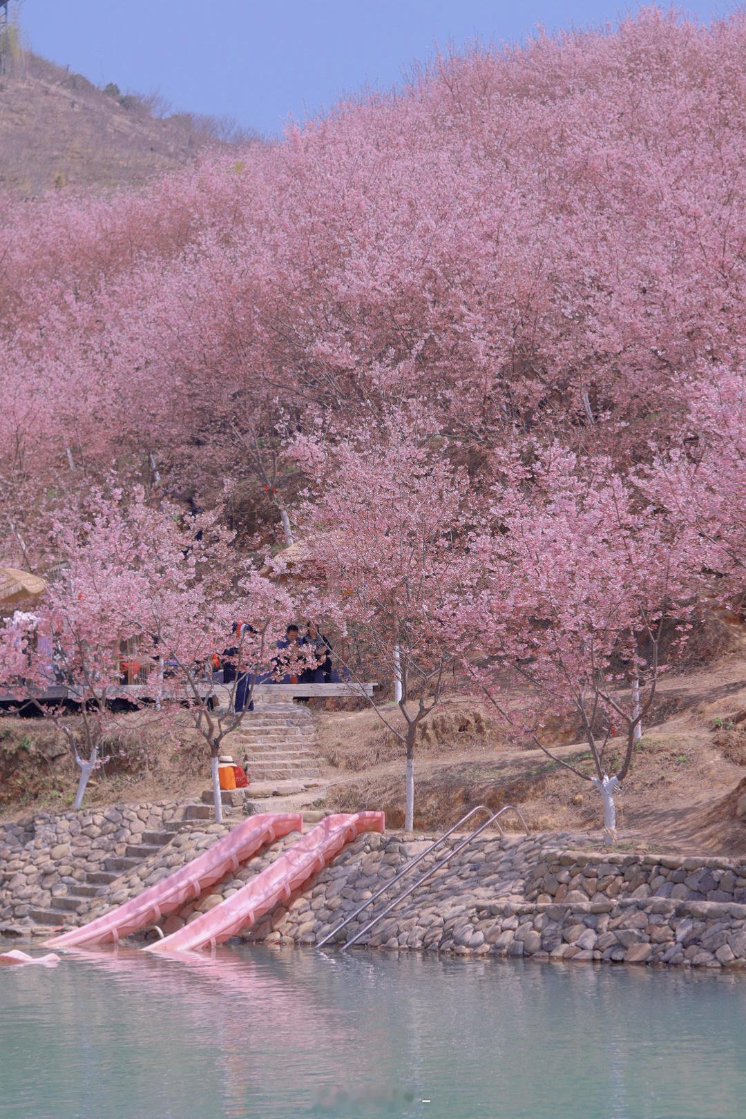 分享拍到的樱花🌸希望看到的人也觉得心情舒畅 ​​​