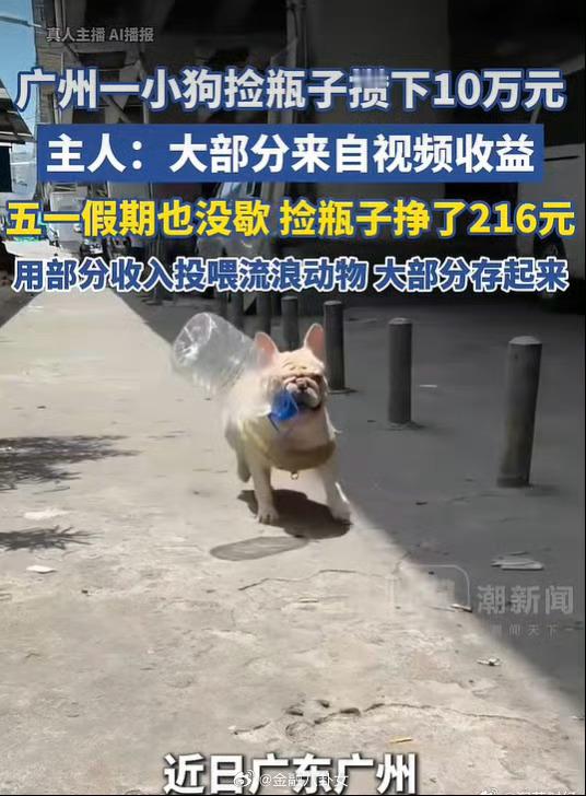 广州一小狗捡瓶子攒下10万元