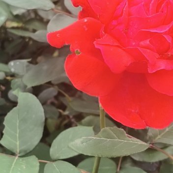 正能量把自己放在最重要的位置，不是自私，是清醒。只有你先对自己好，才有能力去爱别