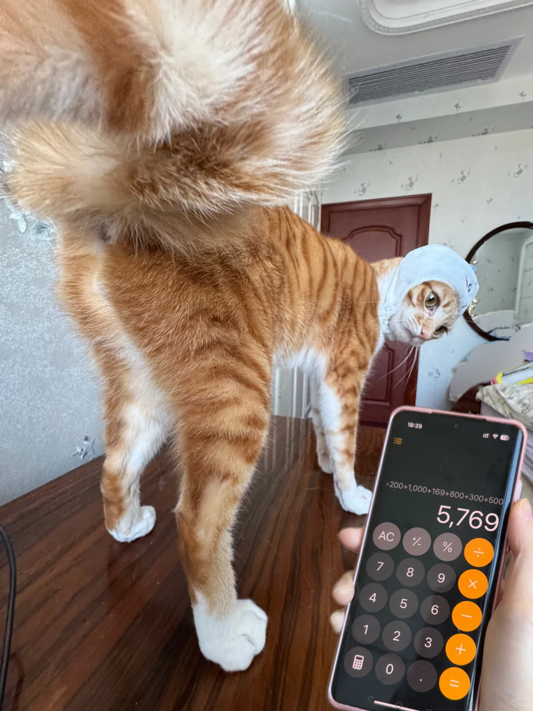 养这样一只屎黄色的猫一年要花多少钱？
