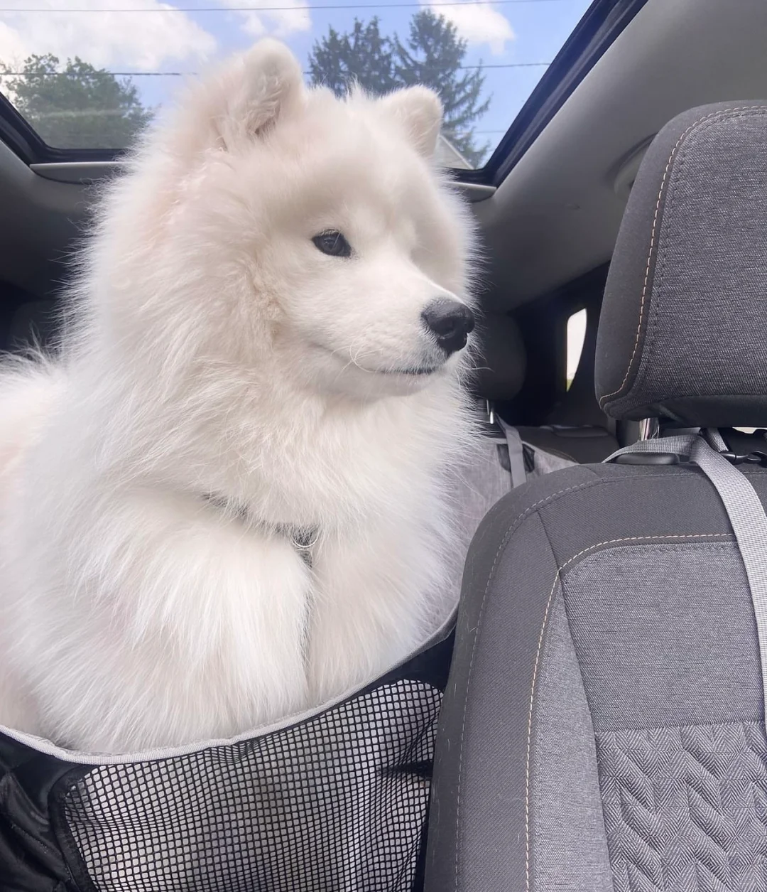 车载神器，开车好物分享，玩偶萨摩耶