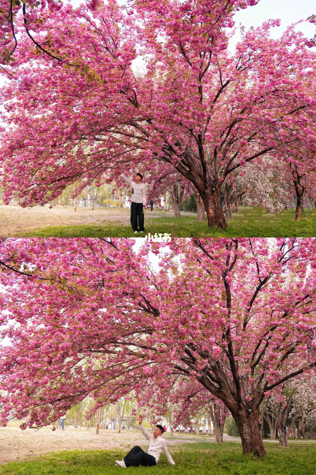 大胆预测，这里将成为北京下一个赏花顶流🌸