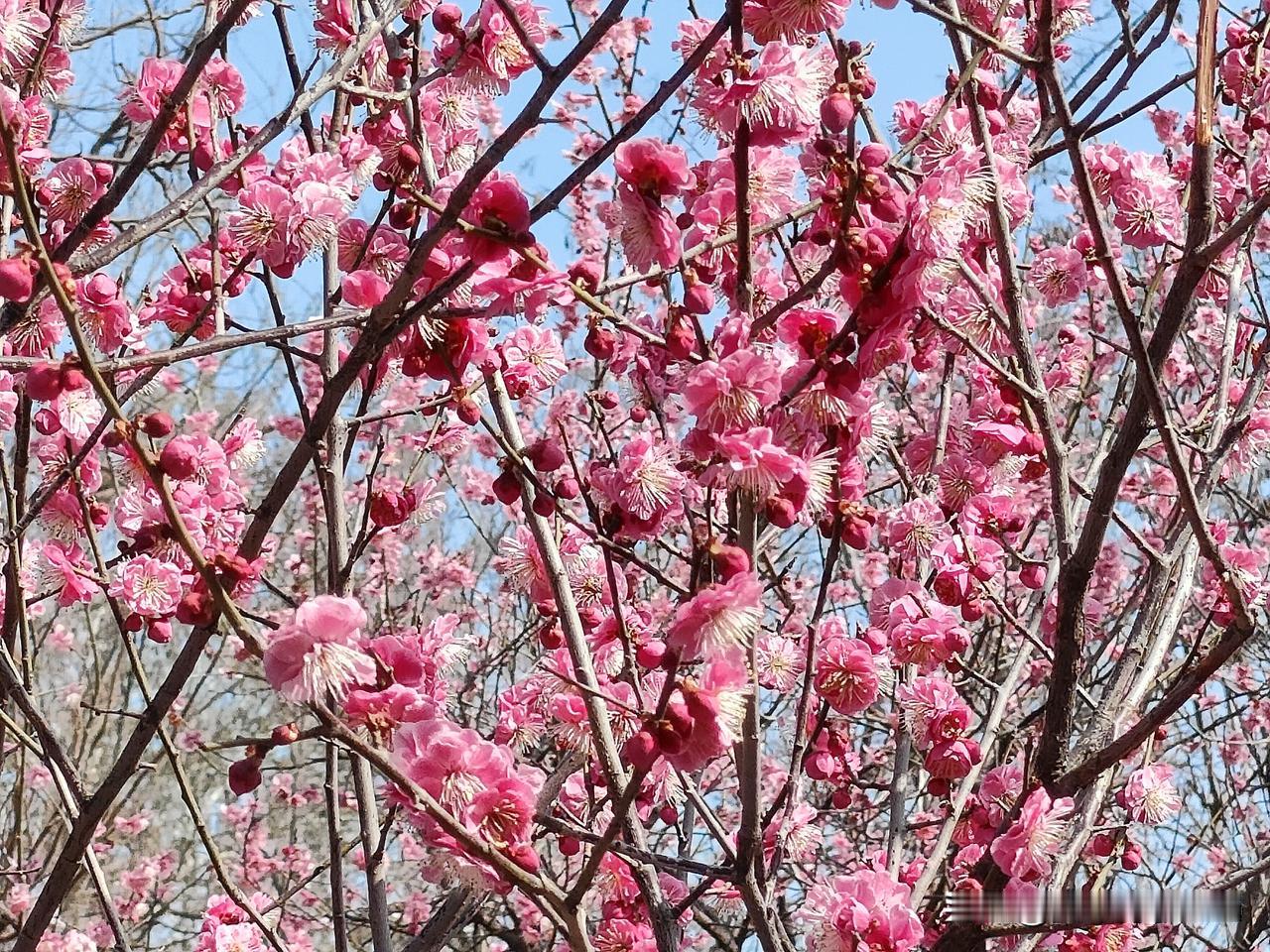 周末的早上我是被闹钟叫醒的，
本来还想赖床再睡会，
猛然想起今天公园里有演唱会，