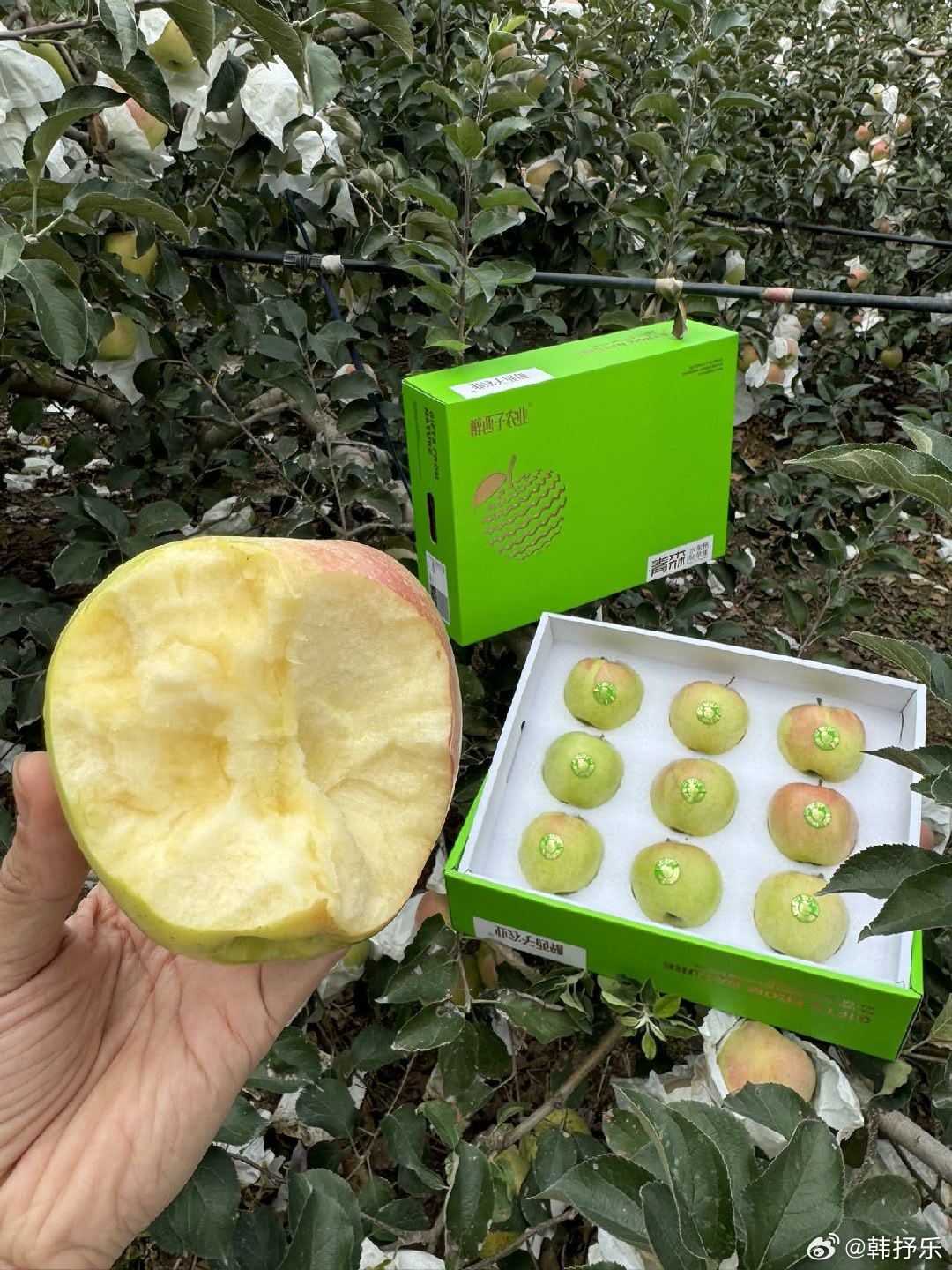 这个青森苹果，口感松脆、香甜可口、带有水蜜桃的香味。去年卖过，今年再卖一次[可爱