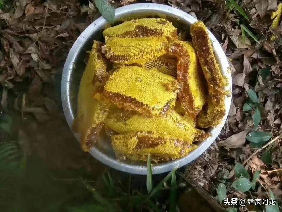 真正的哀牢山野生蜂蜜，野生蜂蜜具有调节肠胃功能，增进睡眠，改善疲劳，增强免疫力等