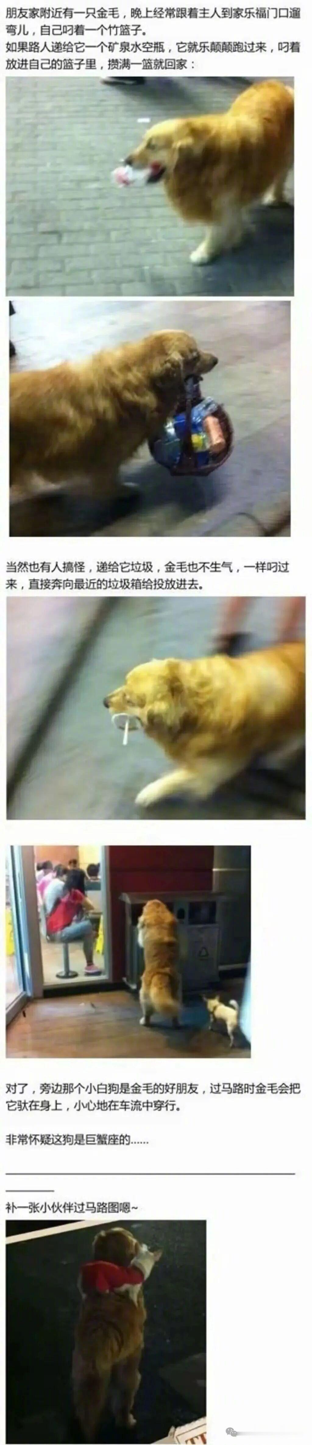 亲眼见过一次会取快递的拉布拉多，脖子上挂个牌子写取件码，东西给它叼着就走。 