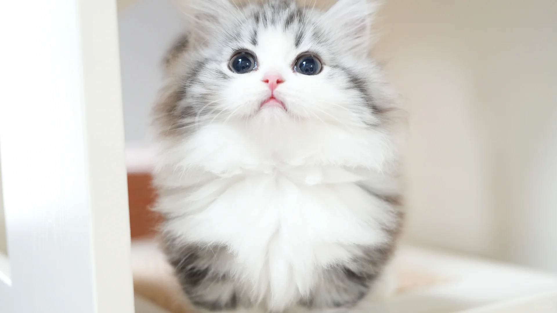 它看起来很有礼貌吧 起司米努特矮脚猫