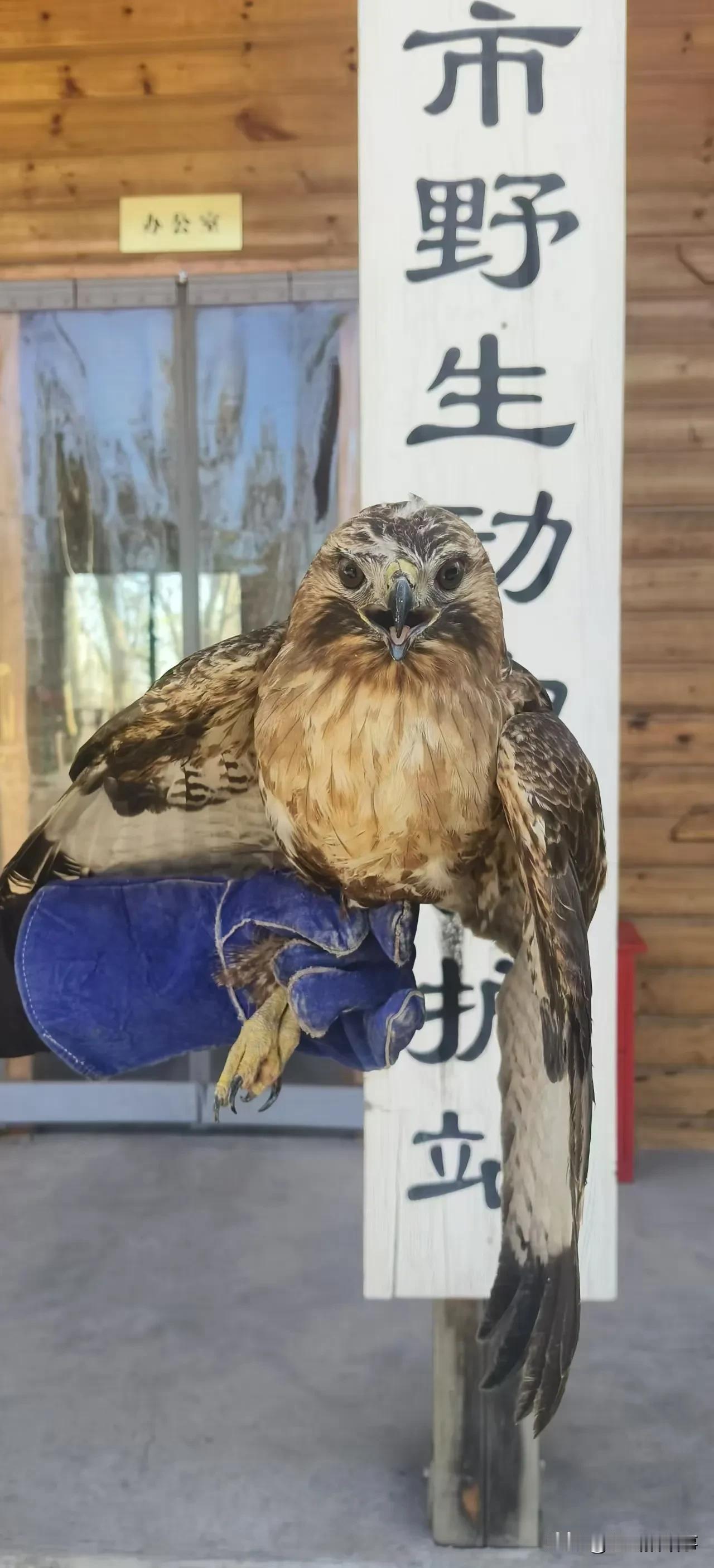 每日一善:
郑州市野生动物救护站工作人员，今天前往郑州市惠济区江山路街道西三环与