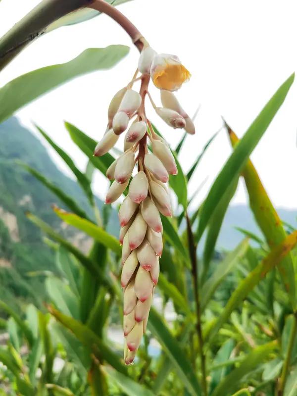 下联
 
野谷花开无人赏，空山鸟语自多情
 
七言绝句·山野春思
 
野谷花开无