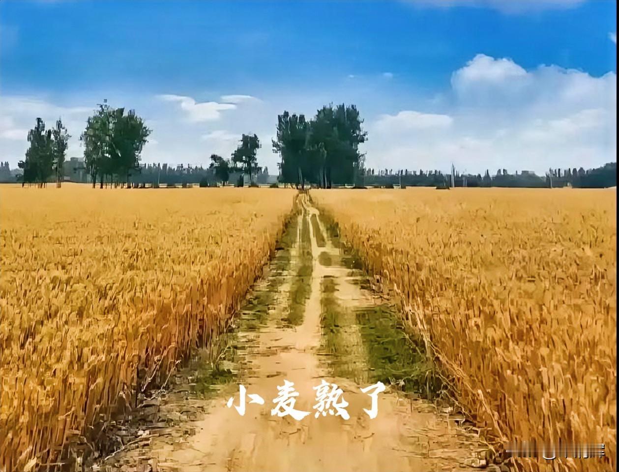 （1289）：今日早上气温凉爽，凉风习习，体感舒适。本周末，体感温度可能会达到4